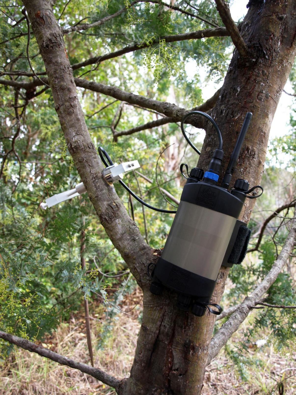 原位莖干水勢儀